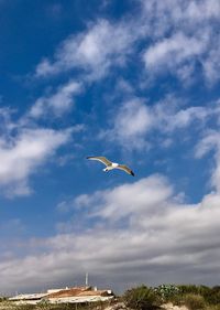 Low angle view of bird flying against sky