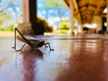 Close-up of insect on floor