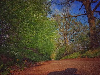 Road in forest