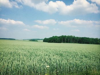 Scenic view of field against sky