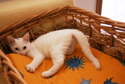 Kitten in basket