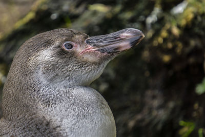 Close-up of a bird looking away