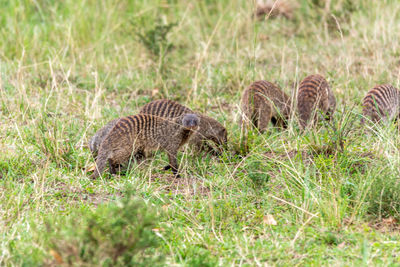 Zebras in a field