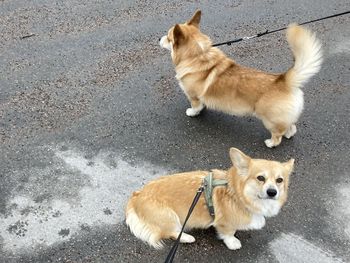 pet