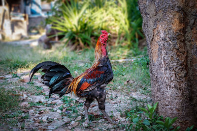 View of a rooster on tree trunk