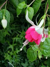 Close-up of pink flower blooming outdoors