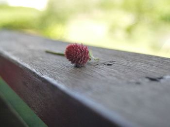 Close-up of leaves on wooden table