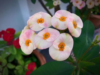 Close-up of fresh pink flowers