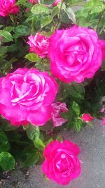 High angle view of pink roses blooming outdoors