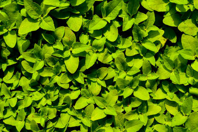 Full frame shot of green leaves