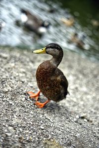 Close-up of bird