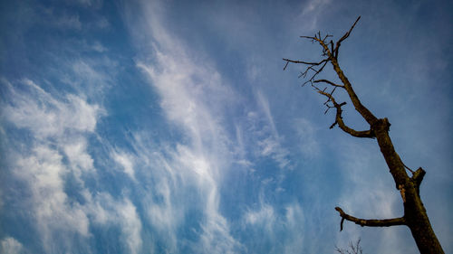 Low angle view of bare tree against sky