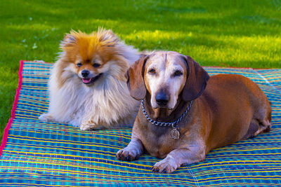 Portrait of dog sitting on grass