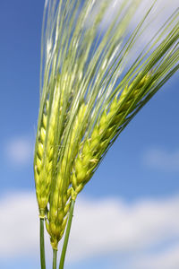 Close-up of green plant against sky