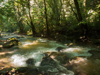 River flowing through rocks in forest