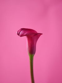 Close-up of plant against pink background