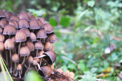 Fallen mushroom in a group of mushrooms in autumn fall in the forest on a green bedding