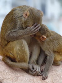 Close-up of monkey sitting outdoors