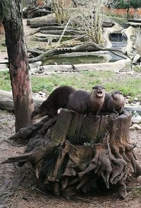 High angle view of monkey sleeping on tree