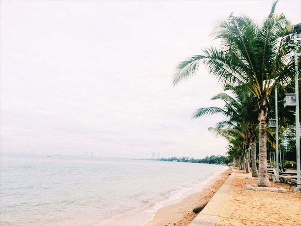 PALM TREES AT BEACH