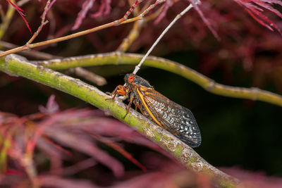 Close-up of insect on leaf
