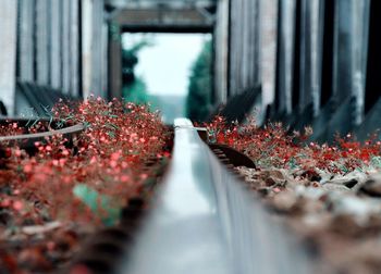 Close-up of plants growing amidst railroad track on railway bridge