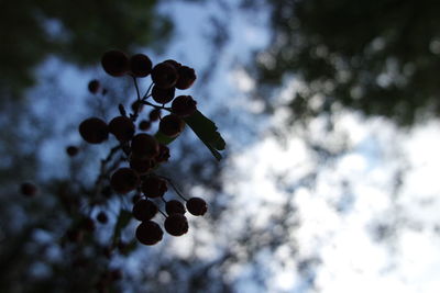 Low angle view of berries growing on tree against sky