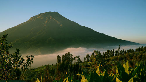 Panoramic view of trees and mountain against sky