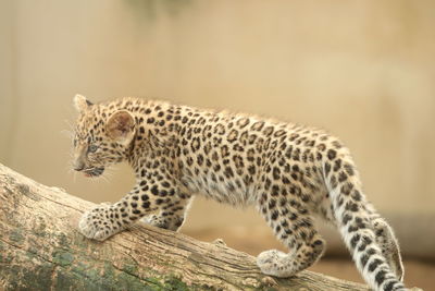 View of cat on wood