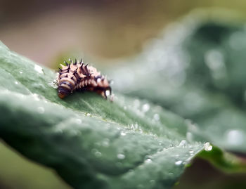 Close-up of insect on leaf