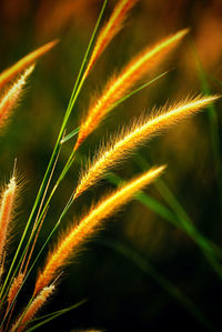 Close-up of fresh green plant