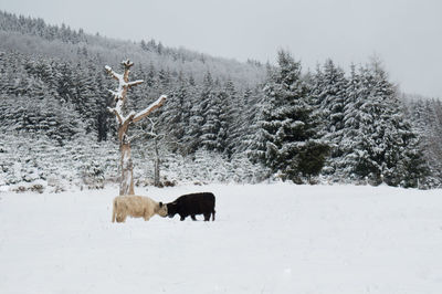 Sheep on snow field against trees during winter