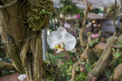 Close-up of white flowering plant in park