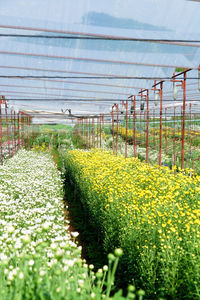 Yellow flowers growing in field