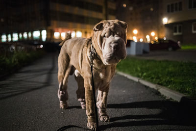 Dog standing on road at night