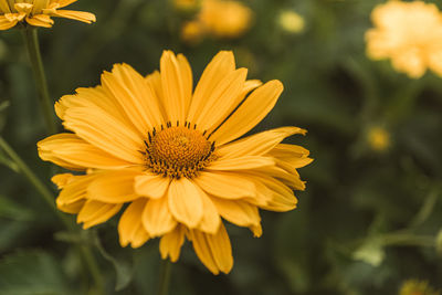 Close-up of yellow flower