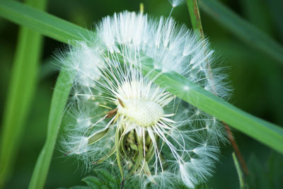 Close-up of dandelion on plant