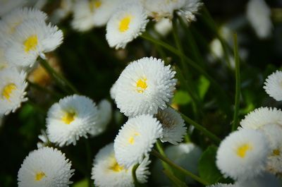 Close-up of white daisy flowers