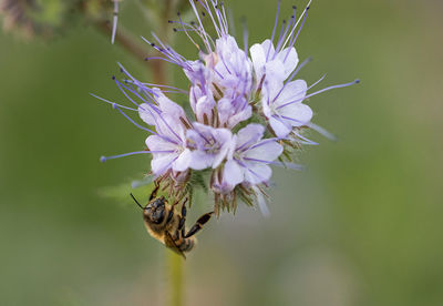 Close-up of bee pollinating on purple flower