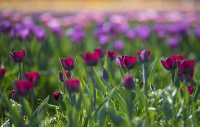 Close-up of red tulip flowers on field