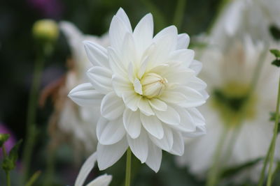 Close-up of white flower blooming outdoors