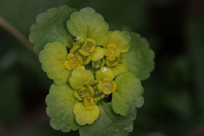 Close-up of yellow flowering plant