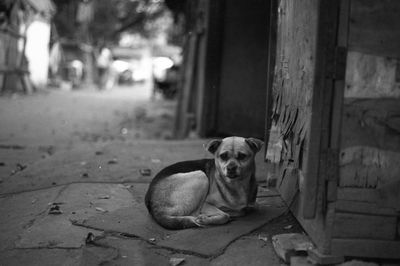 Dog looking away