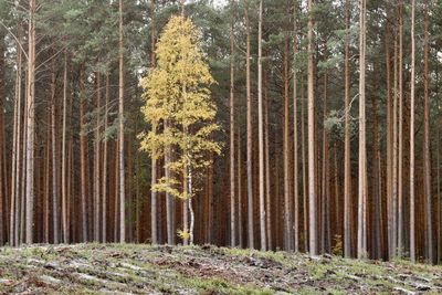 Trees in forest