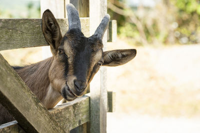 Close-up portrait of goat at farm