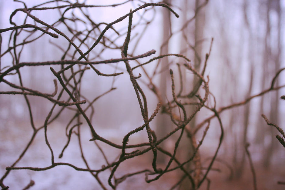 CLOSE-UP OF SNOW ON BRANCH