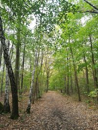 Footpath amidst trees in forest