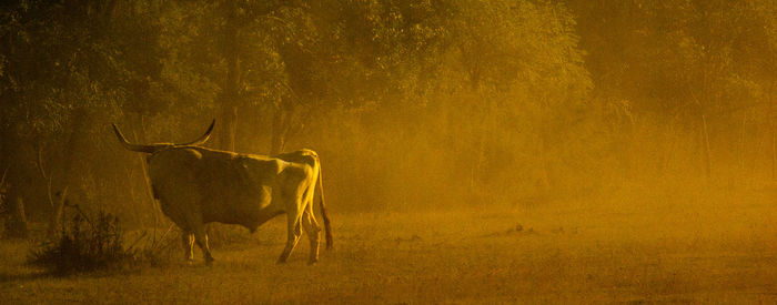 Bull standing on field during sunrise