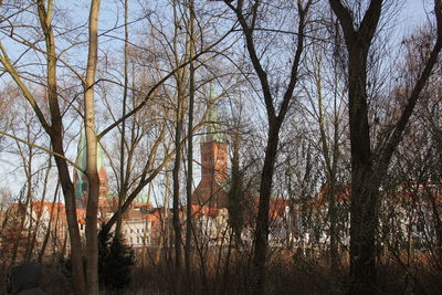 Bare trees in the forest