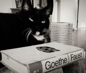 Close-up of cat on table at home